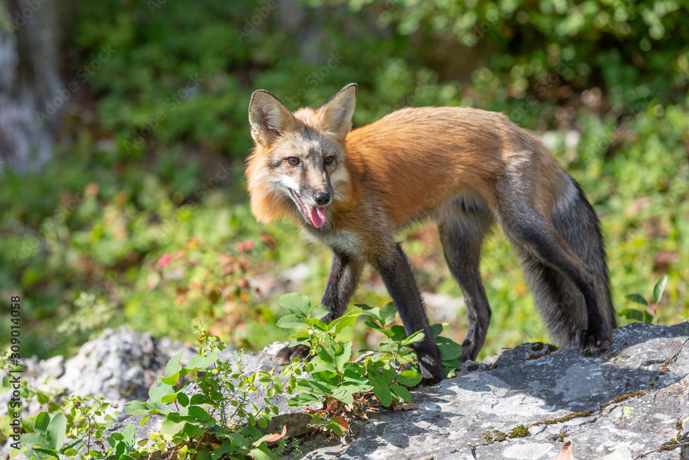Red Fox in the Forest 