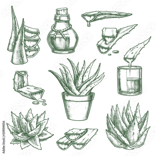 Set of isolated aloe vera sketch and hand drawn