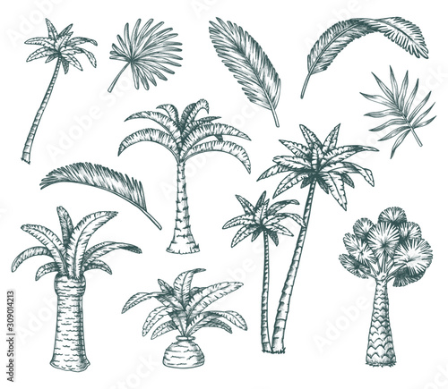 Set of isolated palm sketch, tropical coconut tree photo