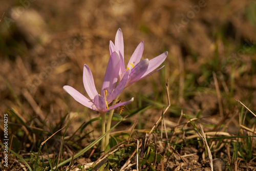 Crocuses in the light of the sunset in the forest meadow
