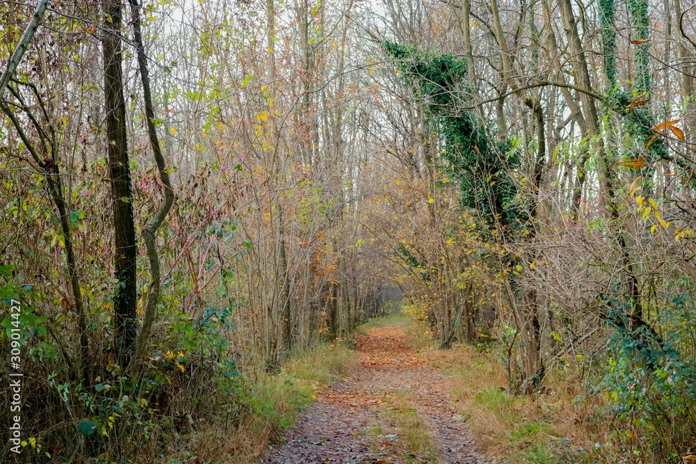 Un sentiero nel bosco e le differenti sfumature di colori in autunno, stagioni e natura