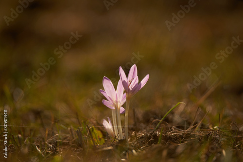 Some crocuses in the foreground isolated very well from the blurred background, in the light of the sunrise 
