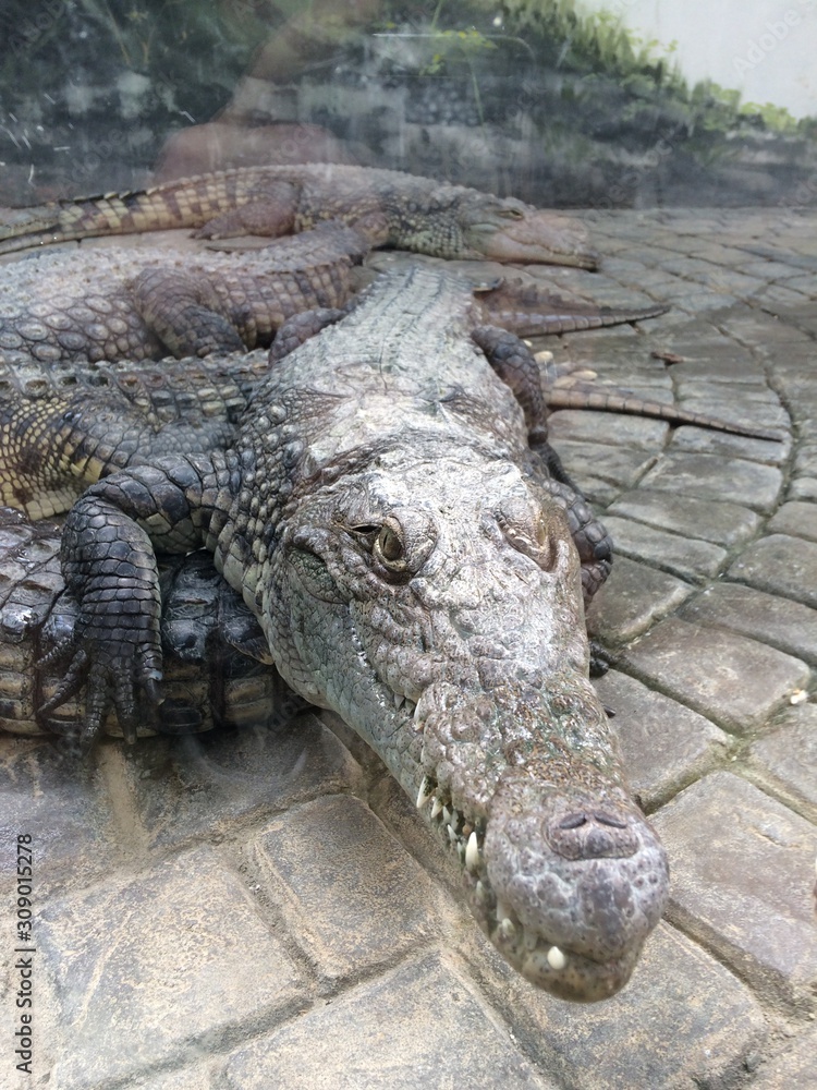 crocodile with mouth open