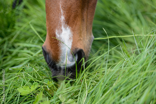 Fotografia Cheval qui mange de l'herbe