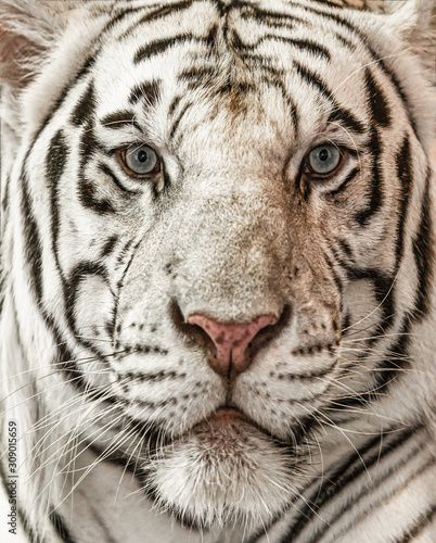 Closeup and portrait of white tiger face