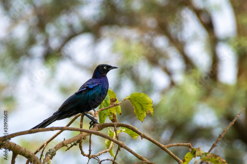Greater blue-eared glossy starling resting on tree branches in Masaka, Uganda