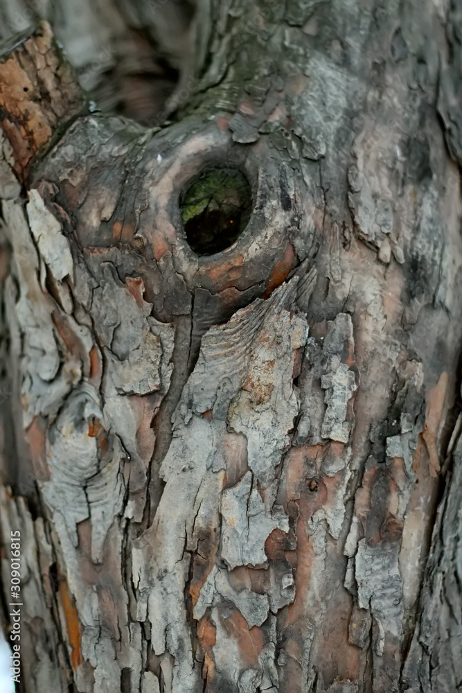 texture of bark of tree texture of bark of tree