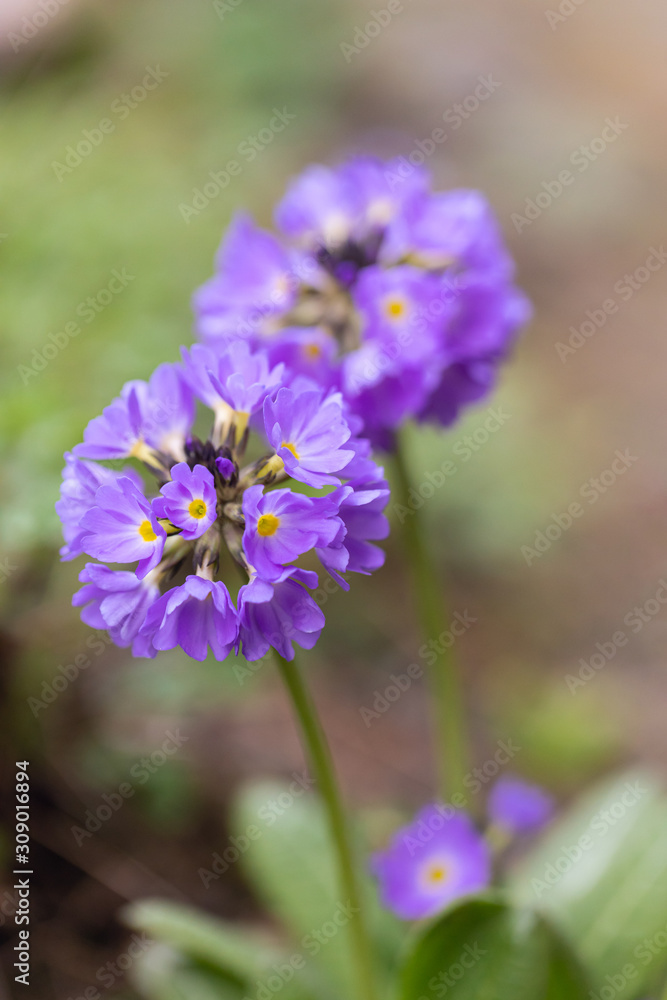 Primula denticulata (drumstick primula)