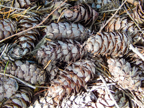 Closeup of Fir Cones on the Ground