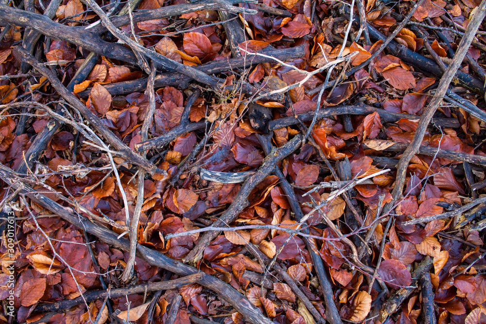texture of wet leaves and dry branches, winter texture of wet leaves and dry branches, winter