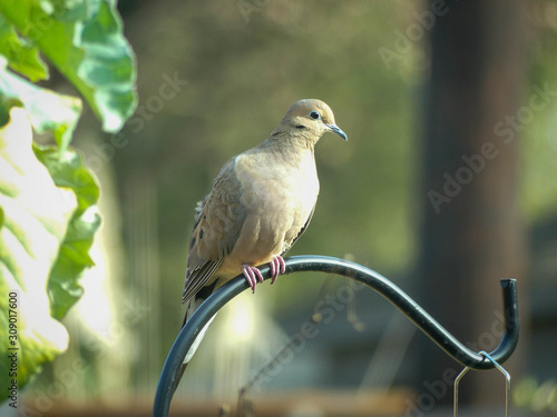 Fotografija Mourning dove perched in sunny garden backyard