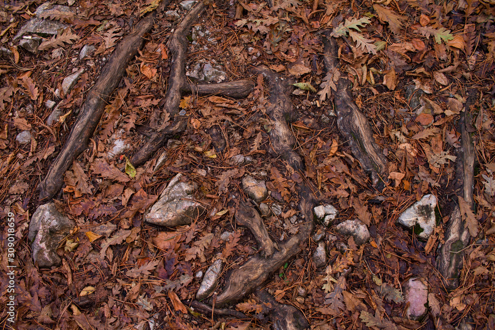 texture of wet leaves and dry branches, winter texture of wet leaves and dry branches, winter