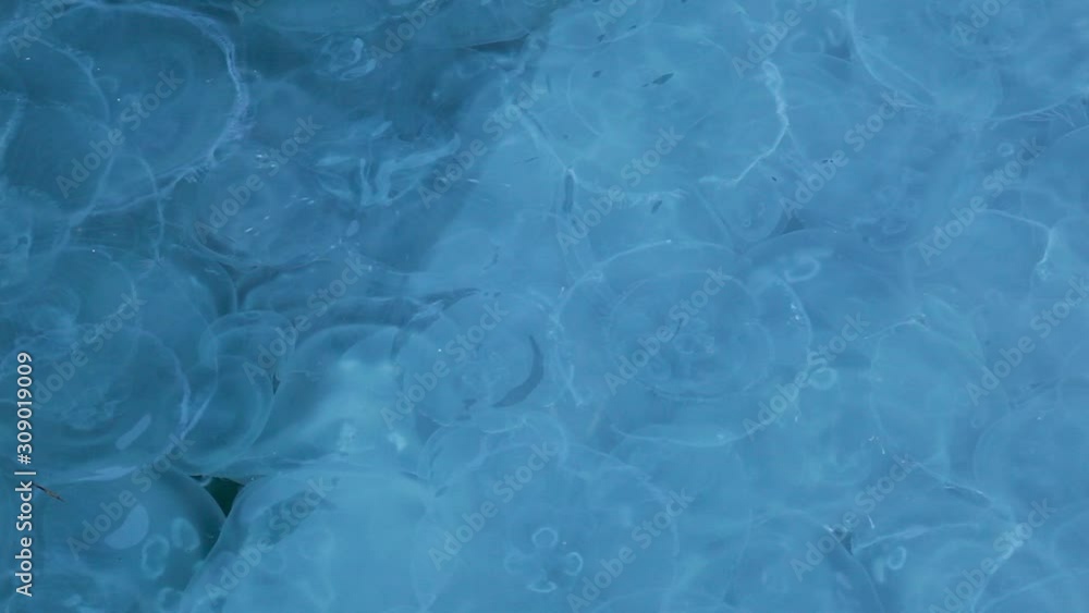 Migration of jellyfish near the surface of the water. Migration of jellyfish near the surface of the water.