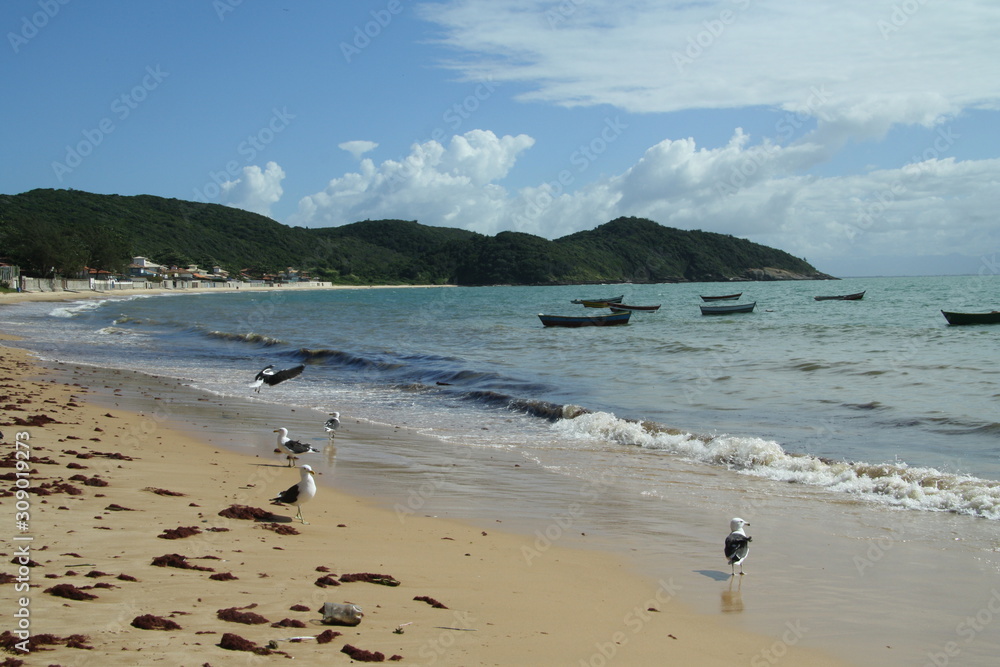 Seagulls on a Beach near Buzios, Brazil 