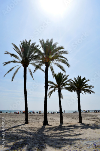 Palm trees on the Levante beach in Santa Pola, Alicante, Valencian Community Spain. Europe. September 22, 2019