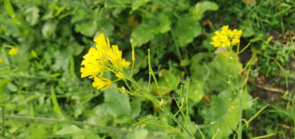 Musterd Flower Musterd Flower