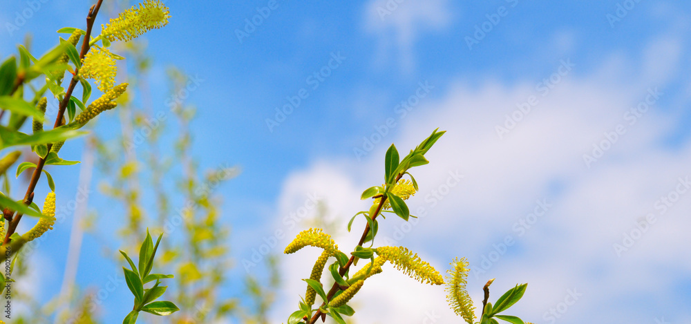 Spring background with pussy-willow branches with catkins . Wide photo . Spring background with pussy-willow branches with catkins . Wide photo .