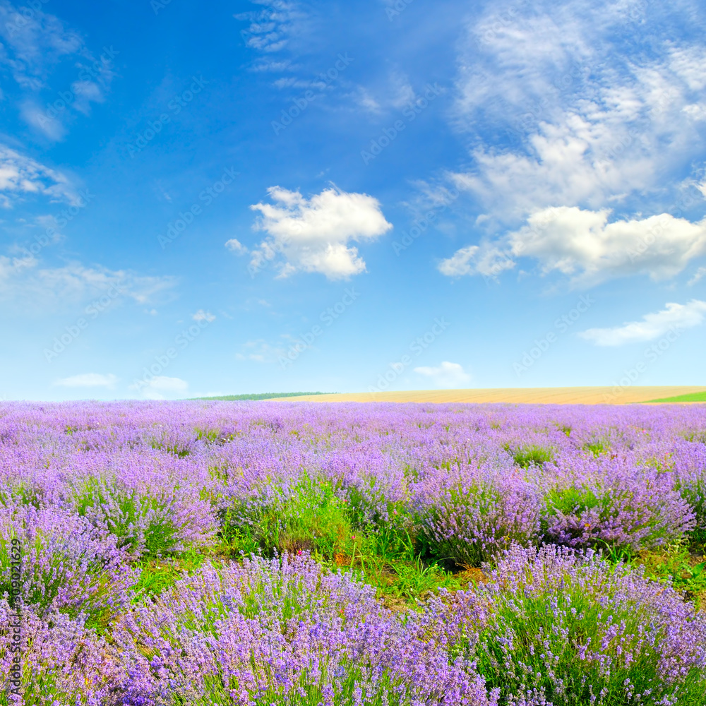 Fototapeta premium Blooming lavender in a field on a background of blue sky.