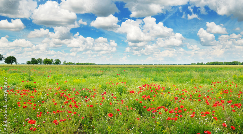 Bright scarlet poppies and blue sky. Wide photo.