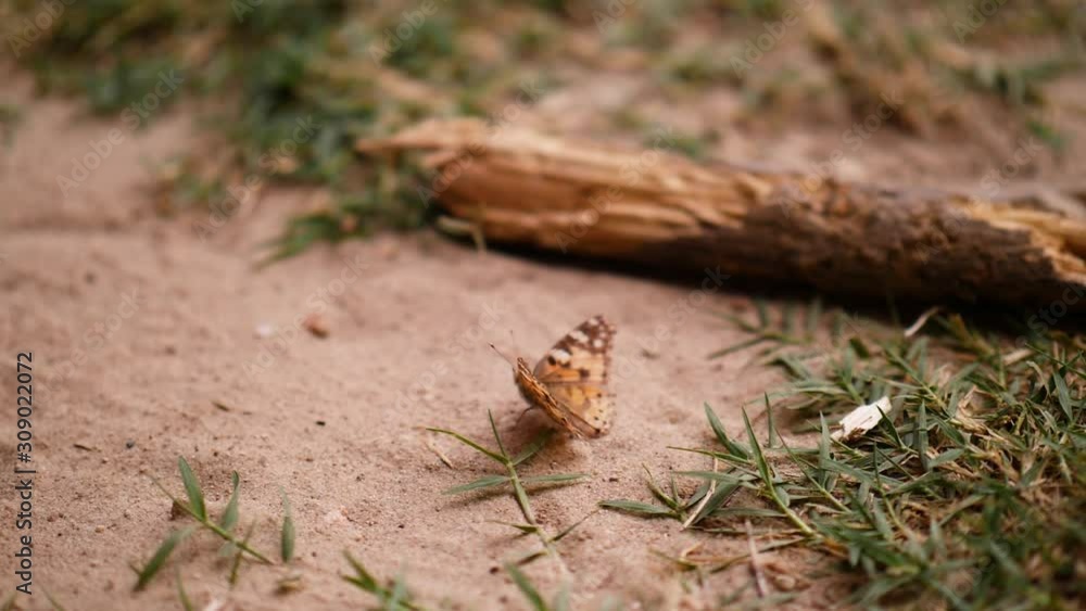 orange butterfly on the sand with grass in the field orange butterfly on the sand with grass in the field