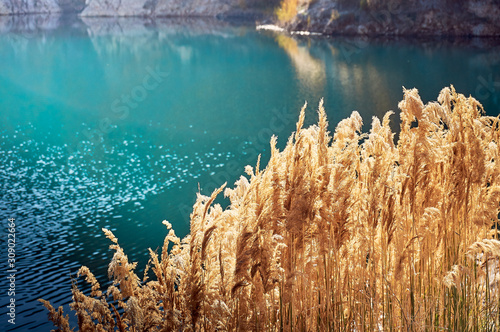 bright sunshine on the reeds of the blue lake 