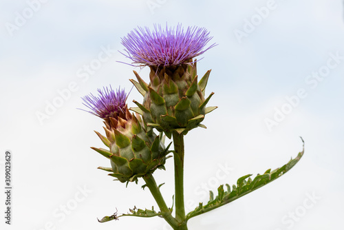 Two flowers of the Cardoon against a natural mainly white background
