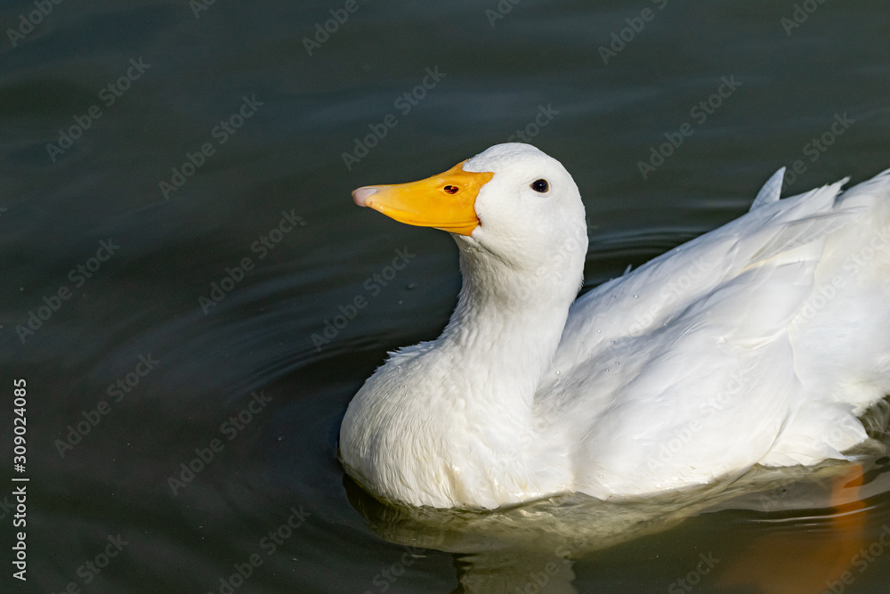Portrait of white american pekin duck (Anas platyrhynchos domesticus) Portrait of white american pekin duck (Anas platyrhynchos domesticus)