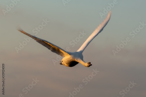 Mute Swan in Full flight at Sunset