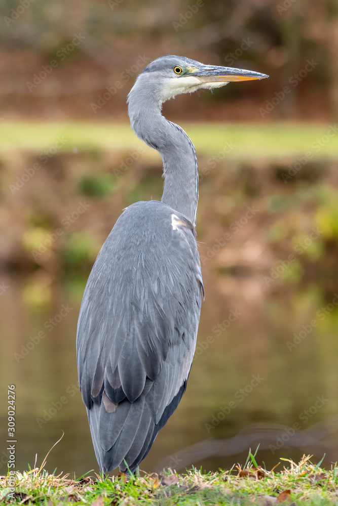 Close Up Portrait Grey Heron