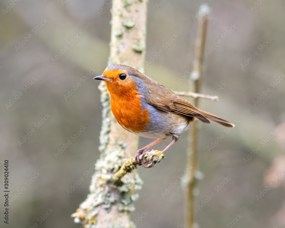 European Robin Perched in a Tree European Robin Perched in a Tree