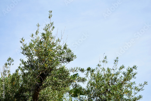 pines tree in the Reina Sofia Dunes park of Guardamar del Segura beach  Alicante. Spain. Europe.