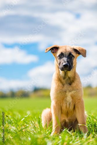 portrait of a puppy in sunny weather on a lawn against the sky