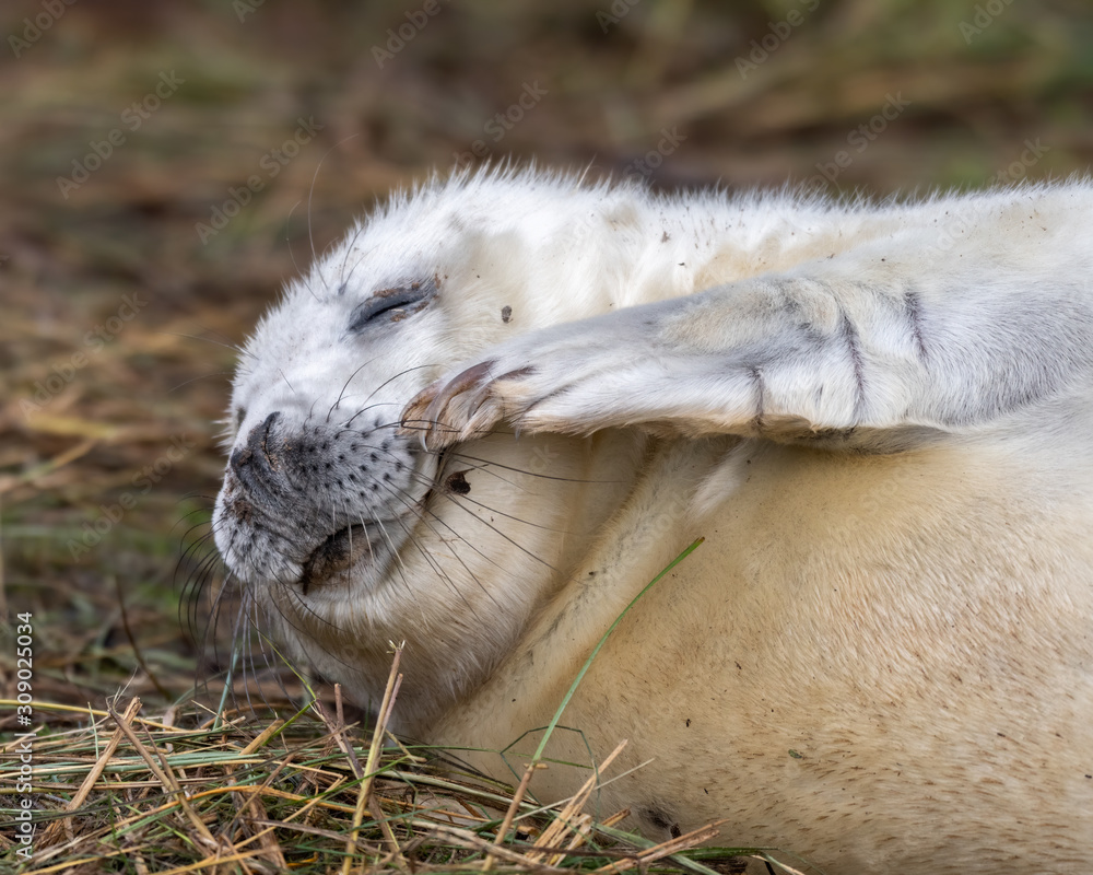Newborn Grey Seal Pup with White fur Resting on Grassy Sand Dunes Newborn Grey Seal Pup with White fur Resting on Grassy Sand Dunes