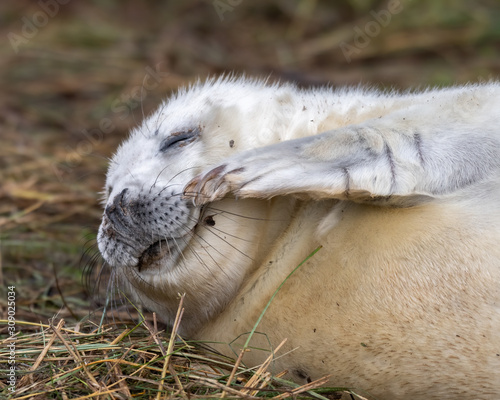 Photography Newborn Grey Seal Pup with White fur Resting on Grassy Sand Dunes