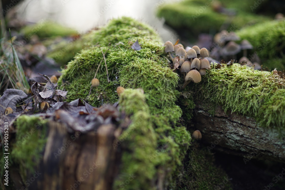 Mushrooms green moss on a tree poster explainer YouTube background Mushrooms green moss on a tree poster explainer YouTube background