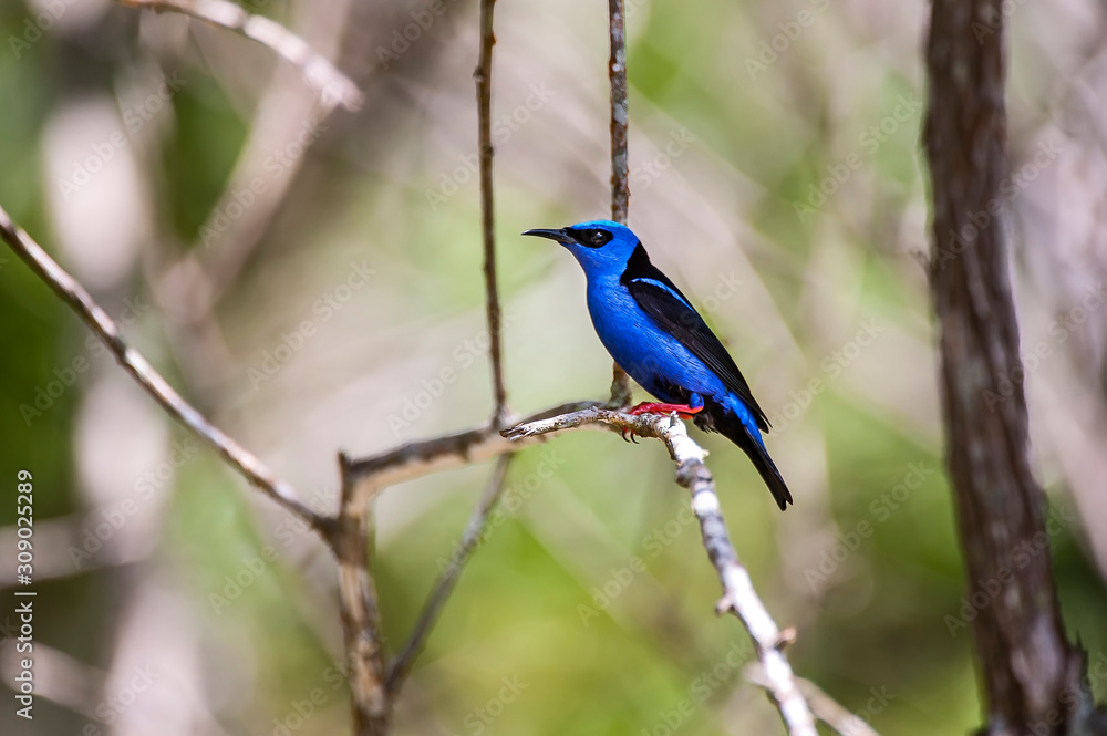 Red legged Honeycreeper photographed in Domingos Martins, Espirito Santo. Southeast of Brazil. Atlantic Forest Biome. Picture made in 2014. Red legged Honeycreeper photographed in Domingos Martins, Espirito Santo. Southeast of Brazil. Atlantic Forest Biome. Picture made in 2014.