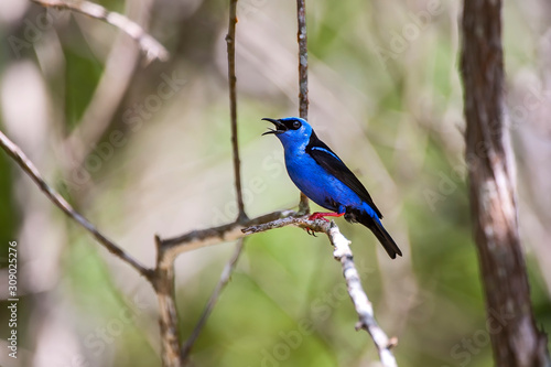 Red legged Honeycreeper photographed in Domingos Martins, Espirito Santo. Southeast of Brazil. Atlantic Forest Biome. Picture made in 2014.