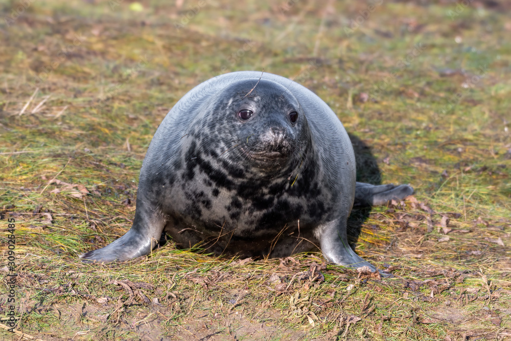Newborn Grey Seal Resting on Grassy Sand Dunes Newborn Grey Seal Resting on Grassy Sand Dunes