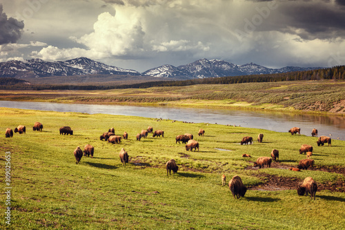 Fototapeta Naklejka Na Ścianę i Meble -  Herd of bison at sunset in Hayden Valley in Yellowstone National Park