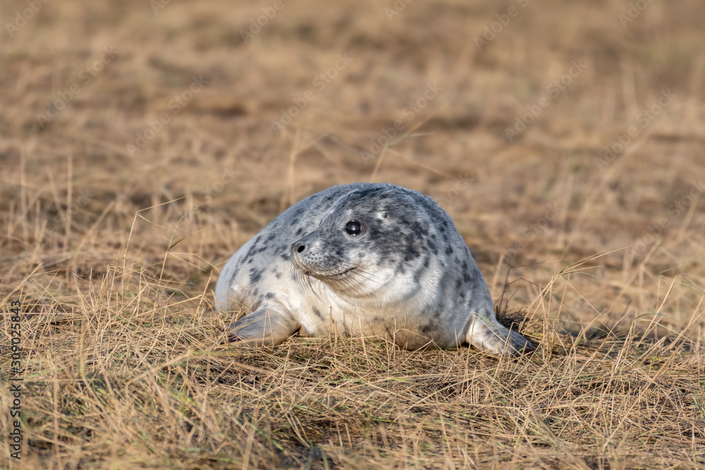 Fototapeta premium Newborn Grey Seal Resting on Grassy Sand Dunes