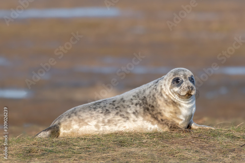 Newborn Grey Seal Pup with White fur Resting on Grassy Sand Dunes