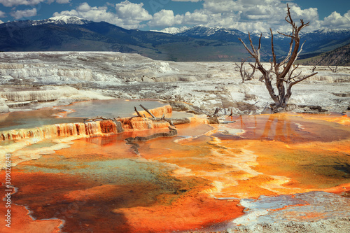 Mammoth Hot Springs, P.N. Yellowstone