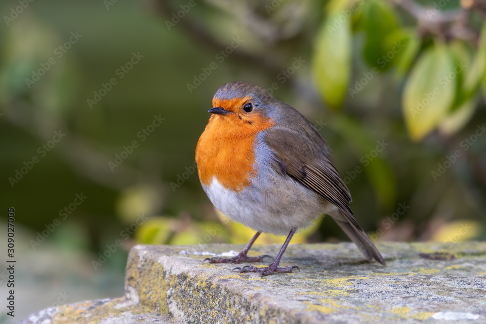 European Robin Perched on a Rock European Robin Perched on a Rock