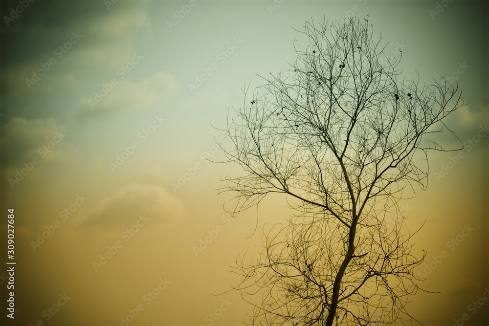 Obraz premium tree at sunset