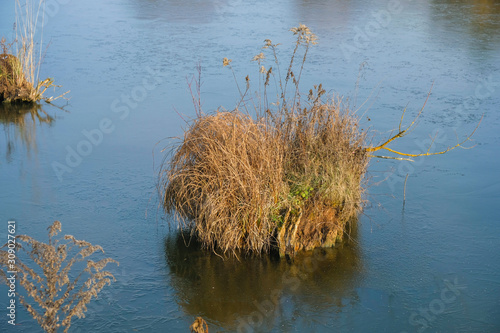 Tussock isolated. The first ice on the lake. © Ganna Zelinska