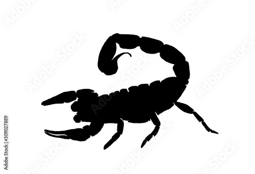Graphical scorpion silhouette isolated on white background,vector illustration, sea-food