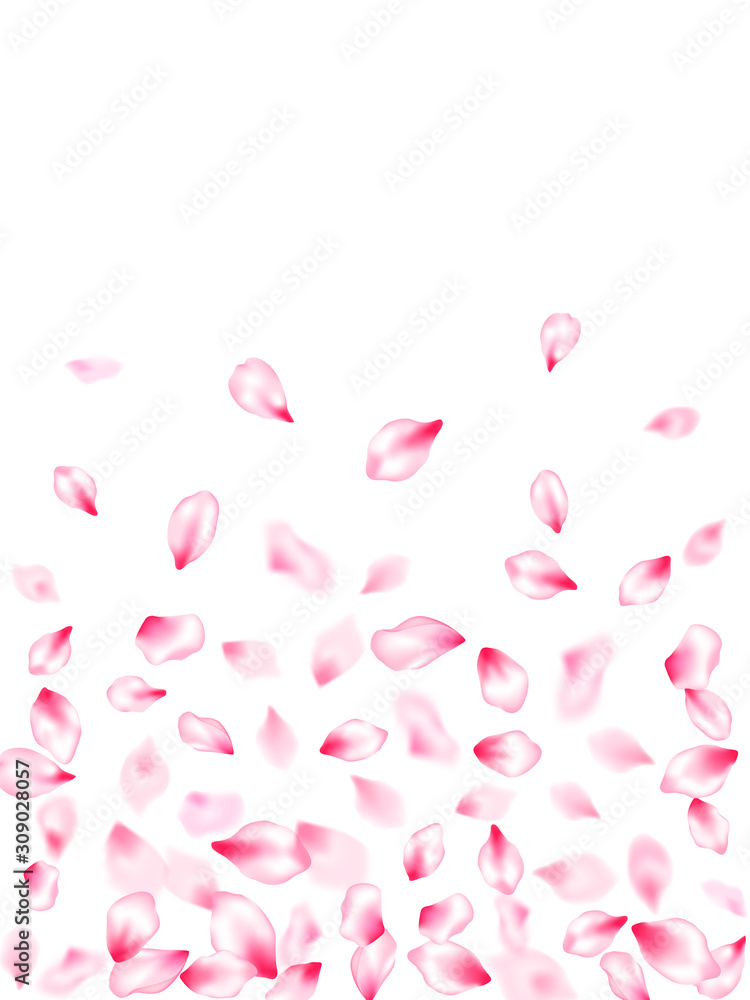 Spring blossom isolated petals flying