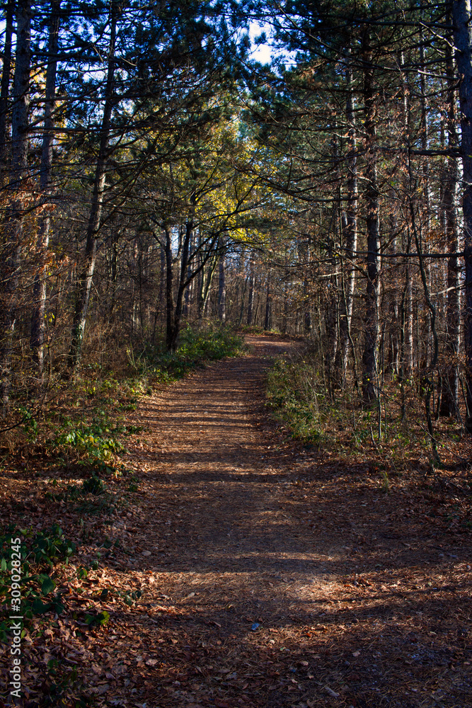 Fototapeta premium a rural road through the forest lit by the sun, winter, mount Kablar, Serbia