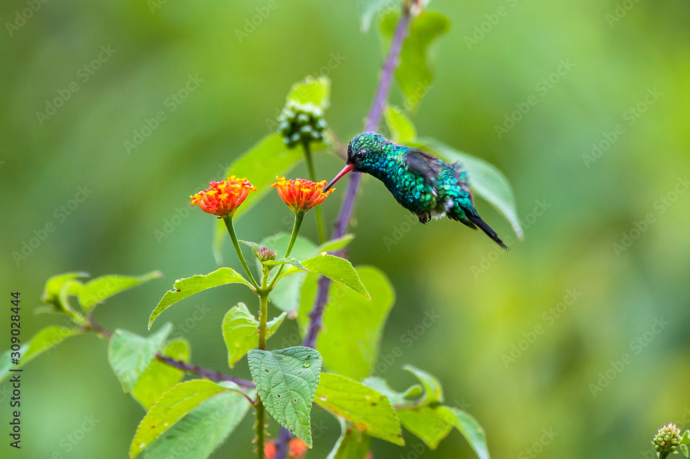 Glittering bellied Emerald photographed in Pedra Azul, Espirito Santo. Southeast of Brazil. Atlantic Forest Biome. Picture made in 2014. Glittering bellied Emerald photographed in Pedra Azul, Espirito Santo. Southeast of Brazil. Atlantic Forest Biome. Picture made in 2014.