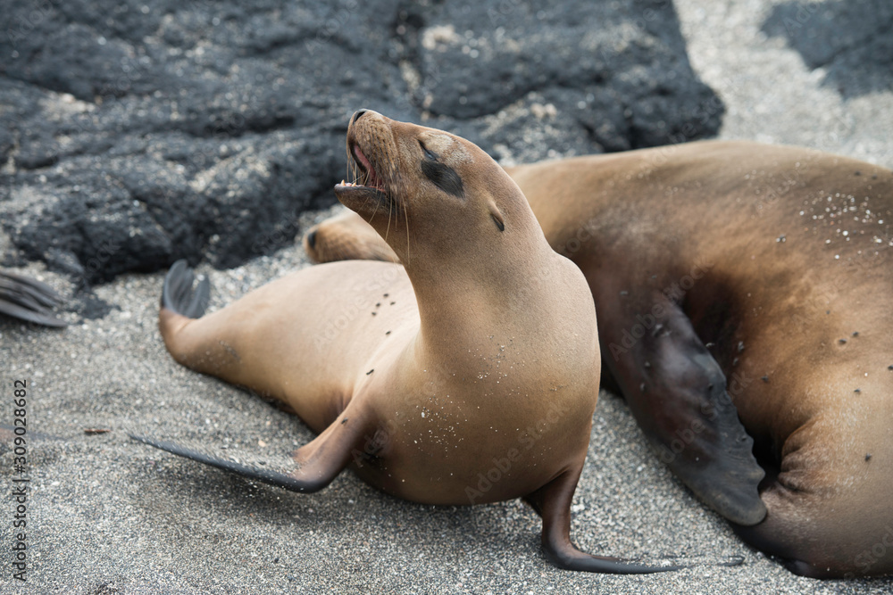 Fototapeta premium Galapagos Islands Wildlife Landscapes